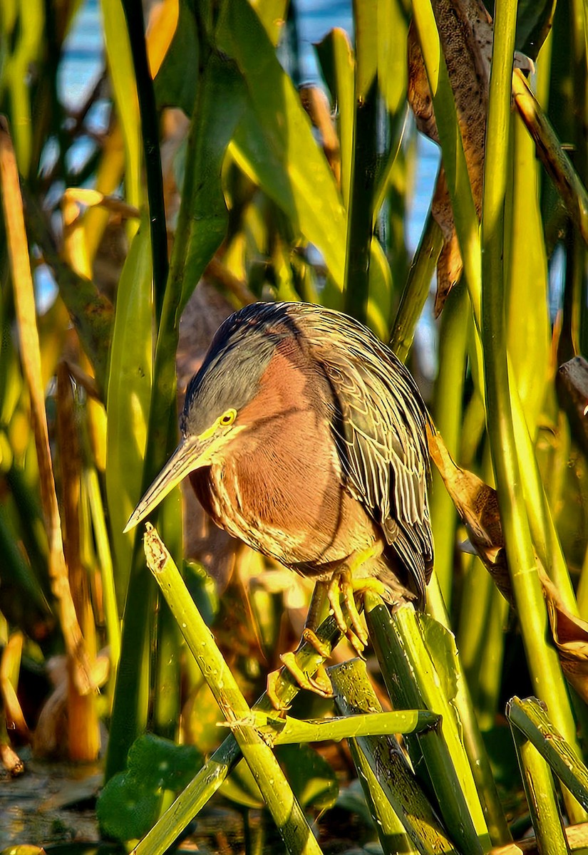 Зеленоспинная цапля - ML649282112