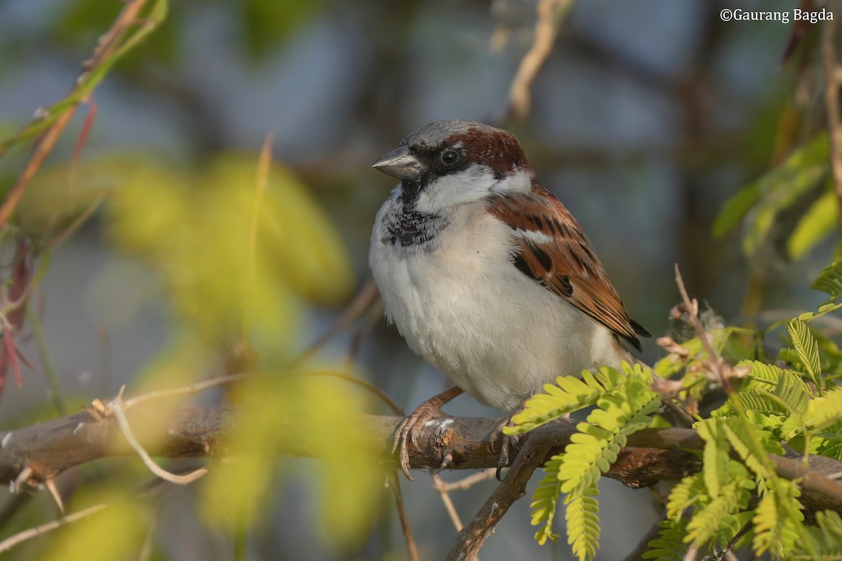 vrabec domácí - ML649282115