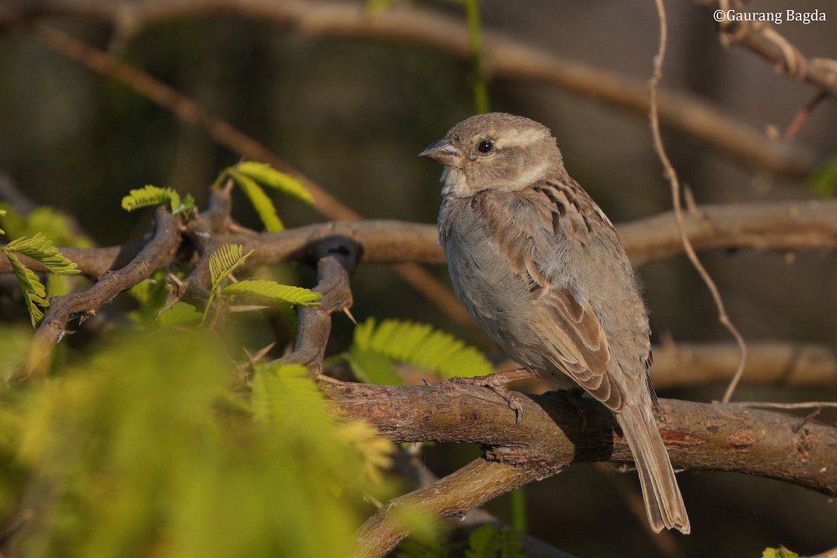 vrabec domácí - ML649282116