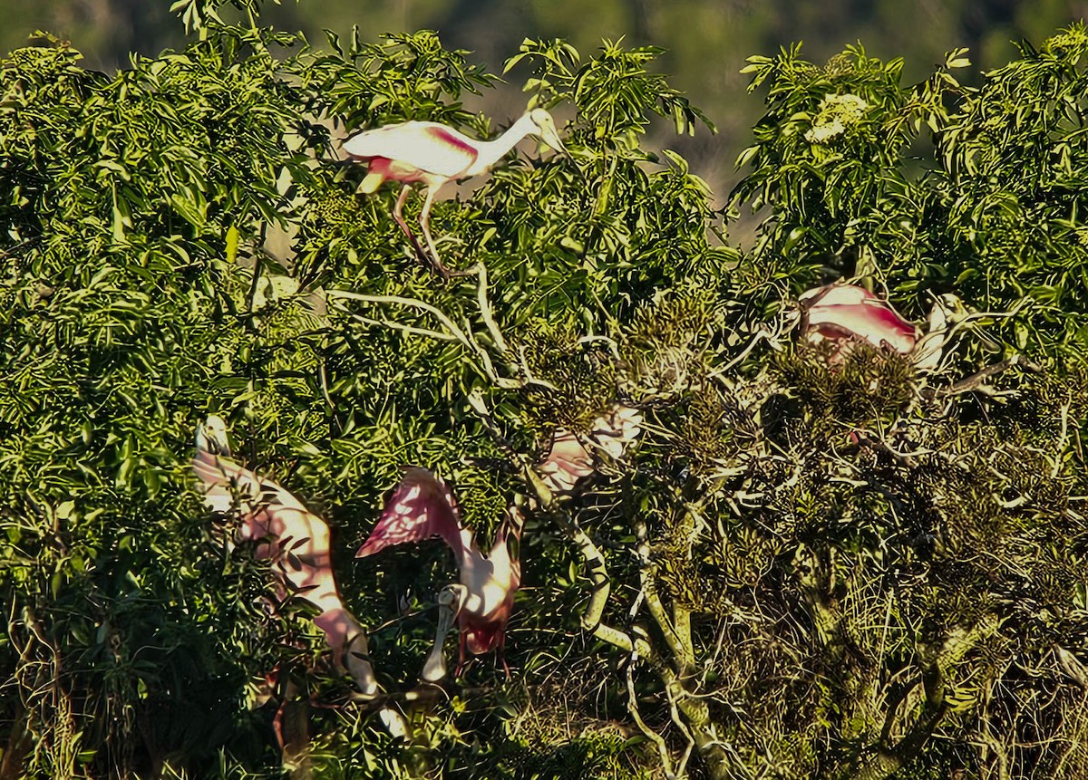 Розовая колпица - ML649282117