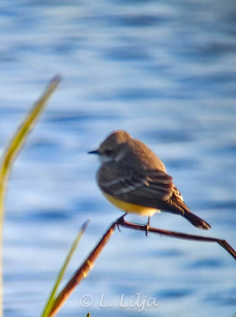 Красный мухолов - ML649282123