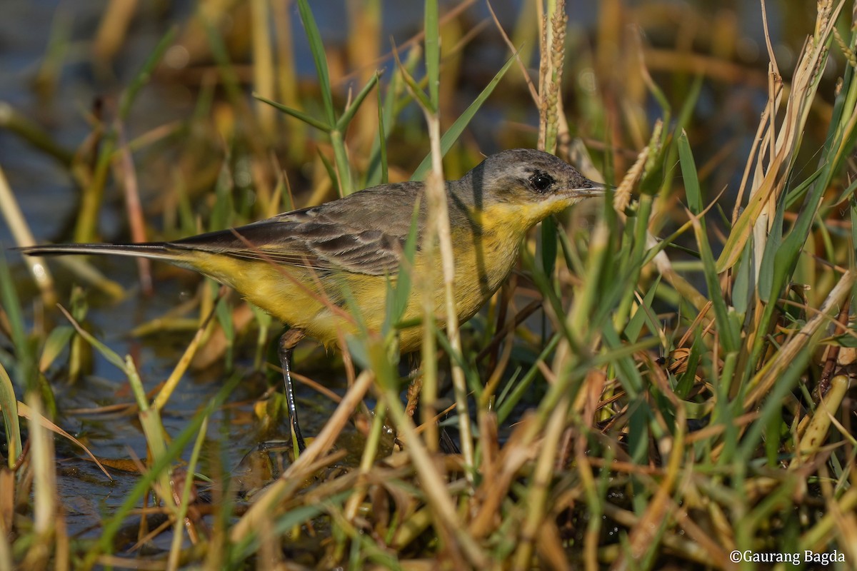 konipas luční - ML649282139