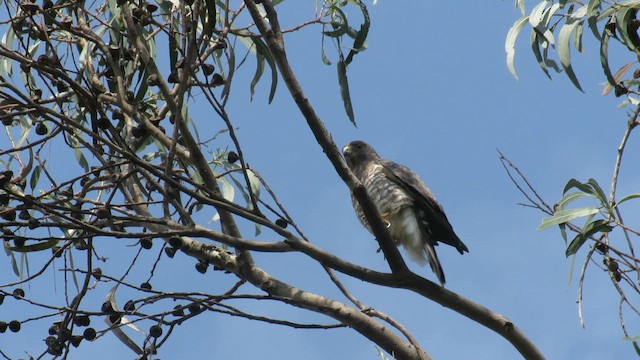 Broad-winged Hawk - ML649282171