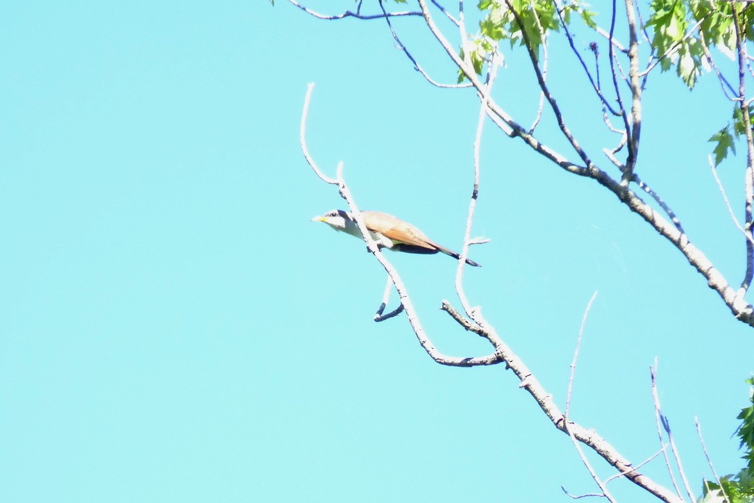 Yellow-billed Cuckoo - ML649282199