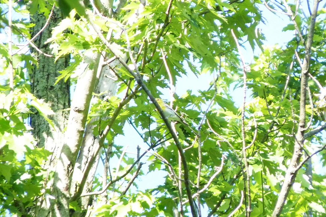 ויראו צהוב-גרון - ML649282207