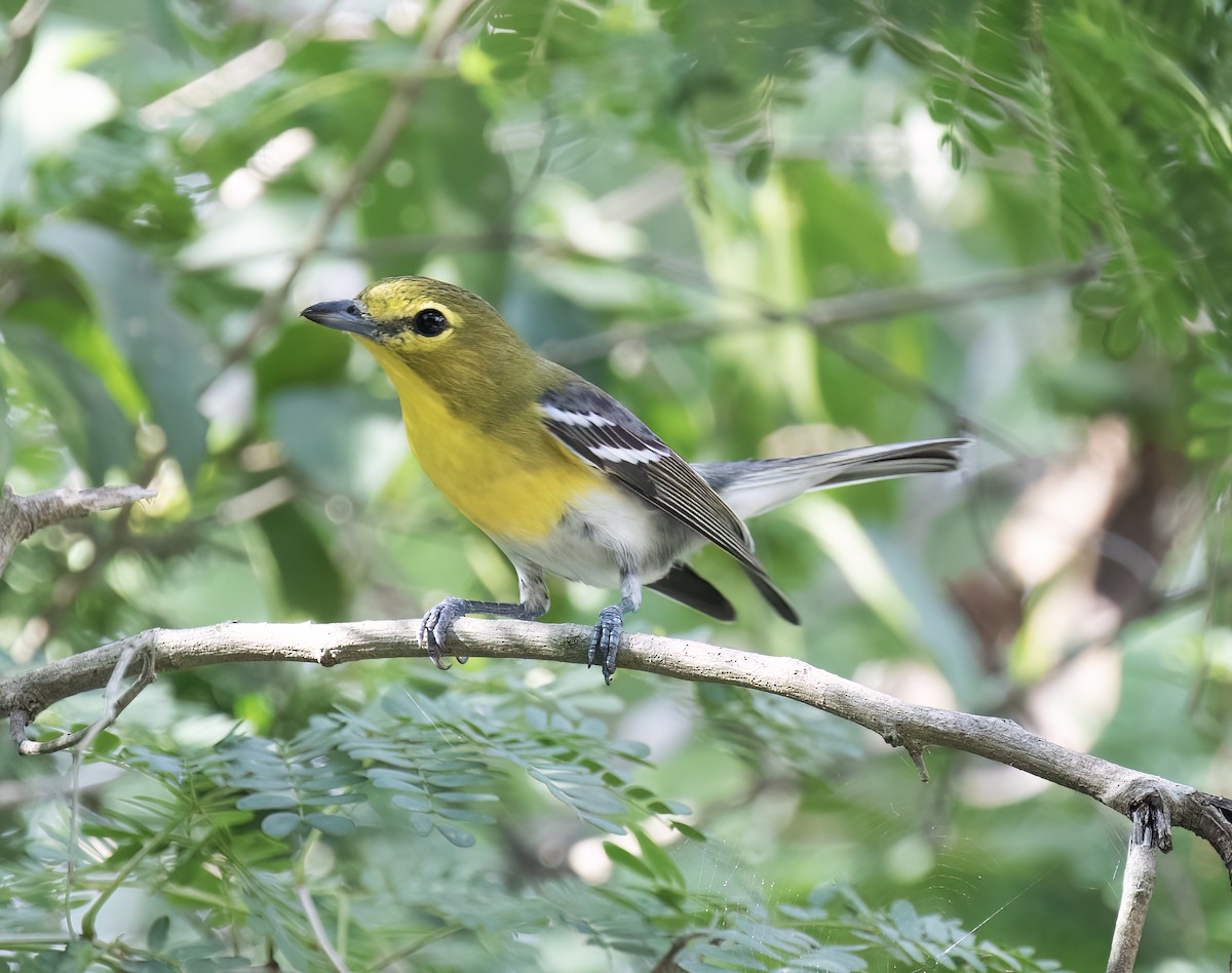 ויראו צהוב-גרון - ML649282375