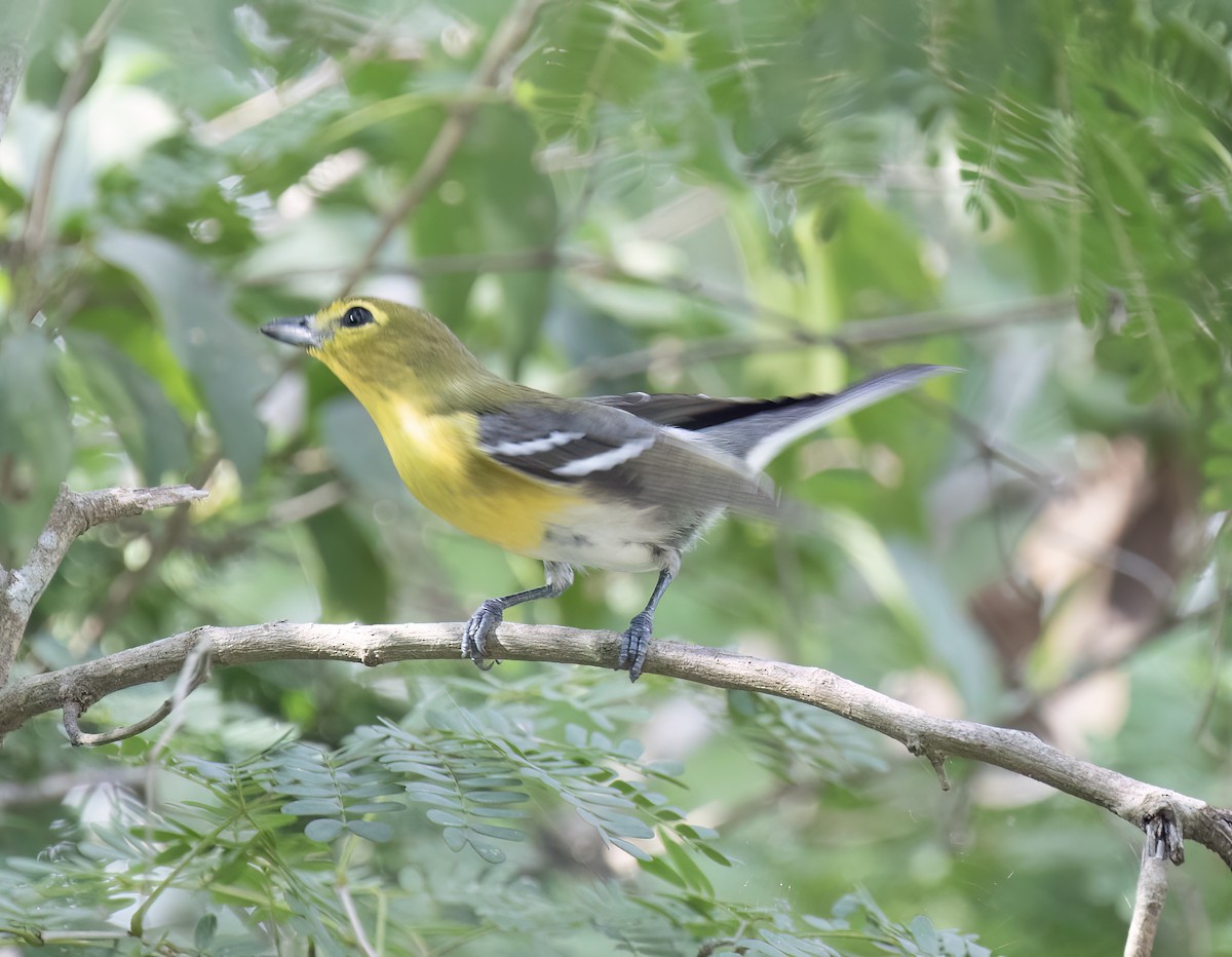 ויראו צהוב-גרון - ML649282376