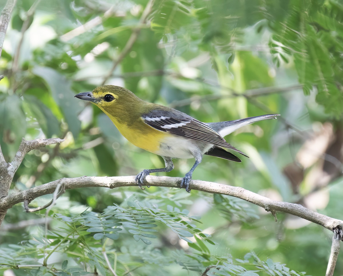 ויראו צהוב-גרון - ML649282378