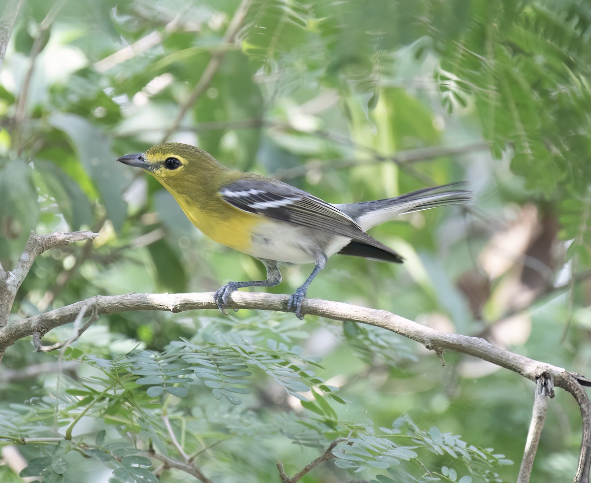 ויראו צהוב-גרון - ML649282379