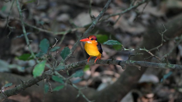 Black-backed Dwarf-Kingfisher - ML649282485