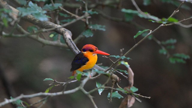 Black-backed Dwarf-Kingfisher - ML649282494
