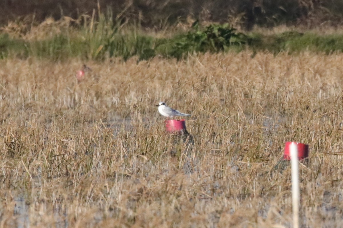 Forster's Tern - ML649282520