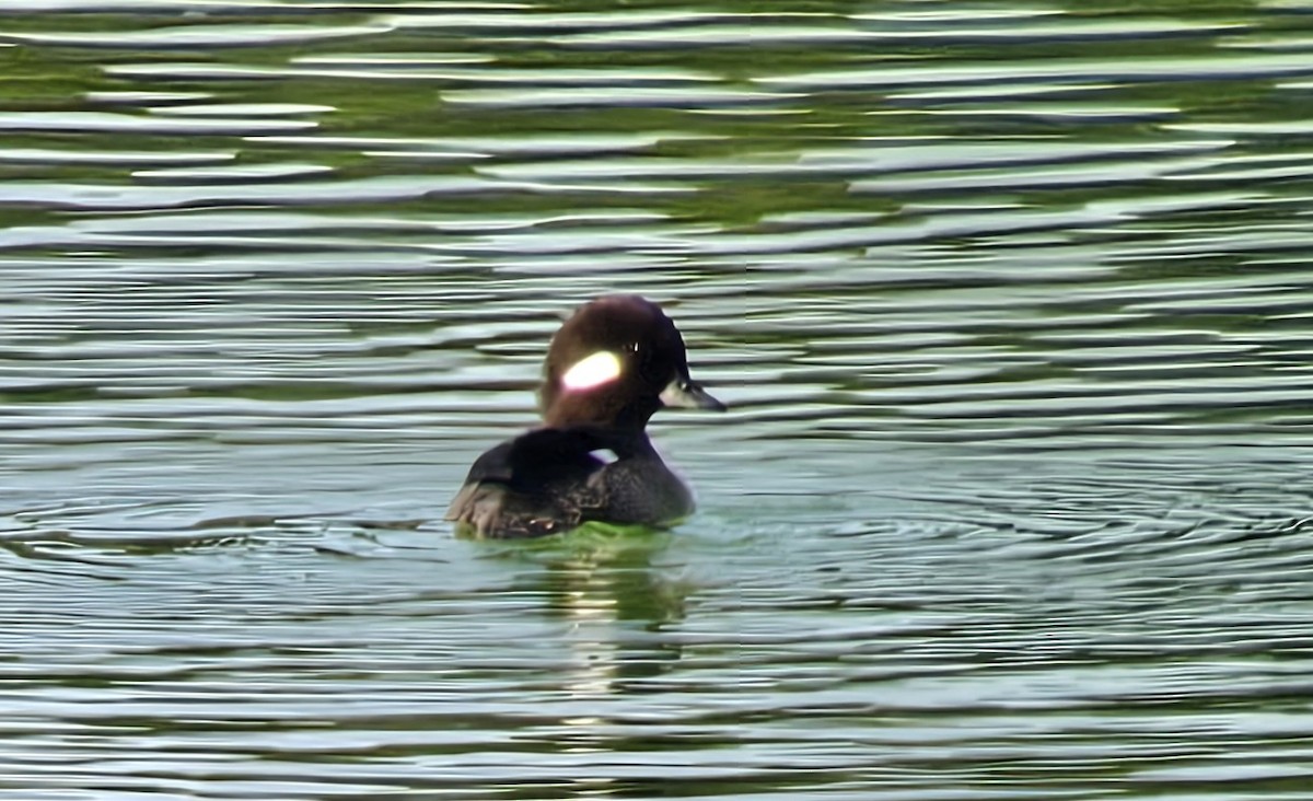 Гоголь-головастик - ML649282560