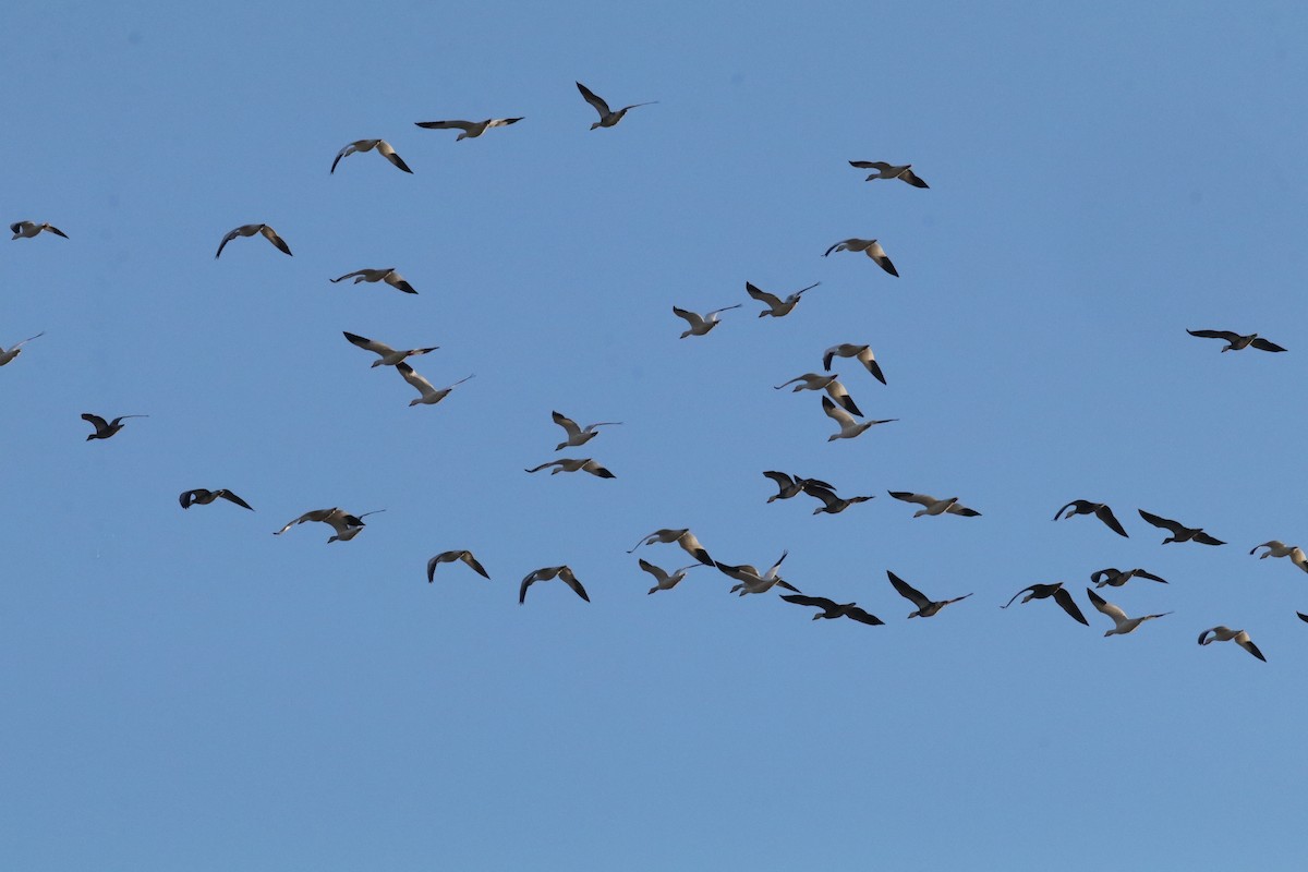 Snow Goose - ML649282574