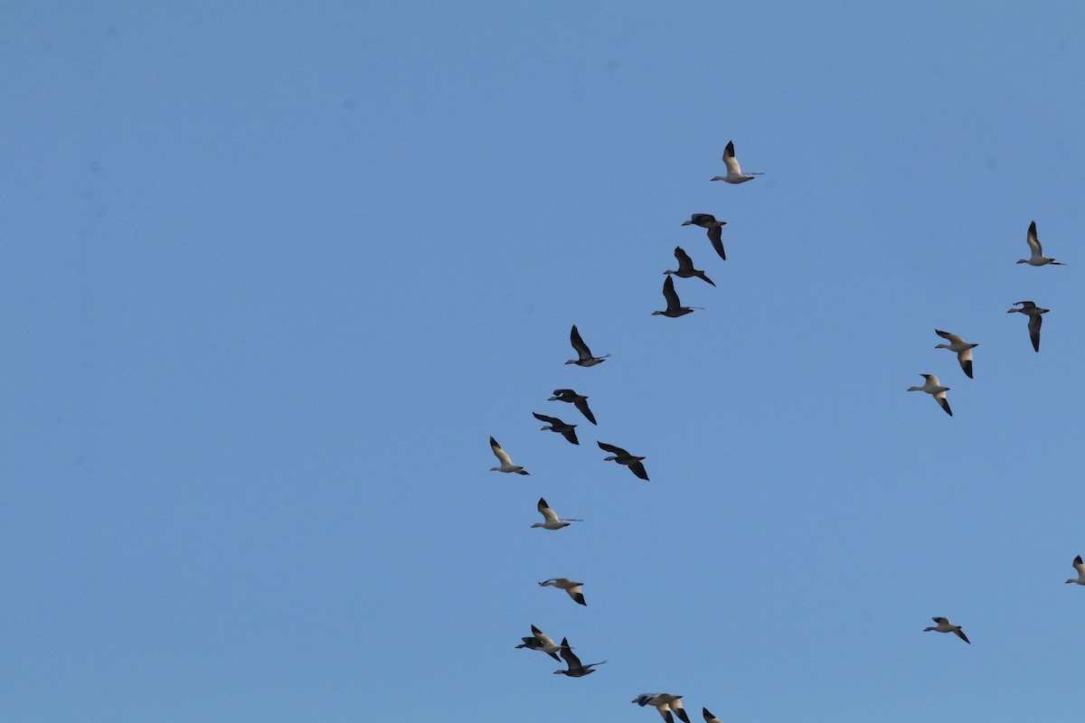 Snow Goose - ML649282621