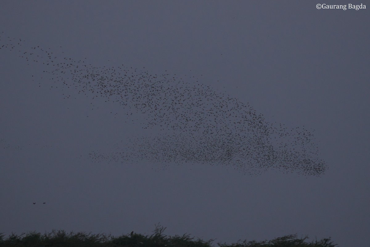 špaček růžový - ML649282864