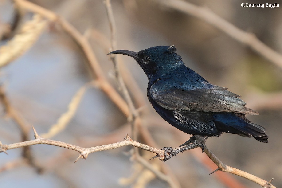 strdimil fialový - ML649282876