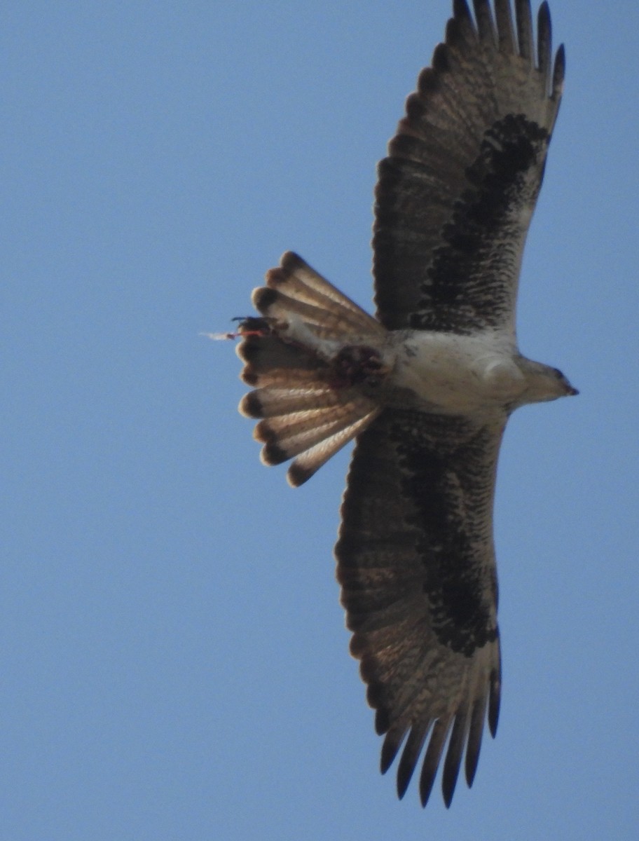Bonelli's Eagle - ML649282878