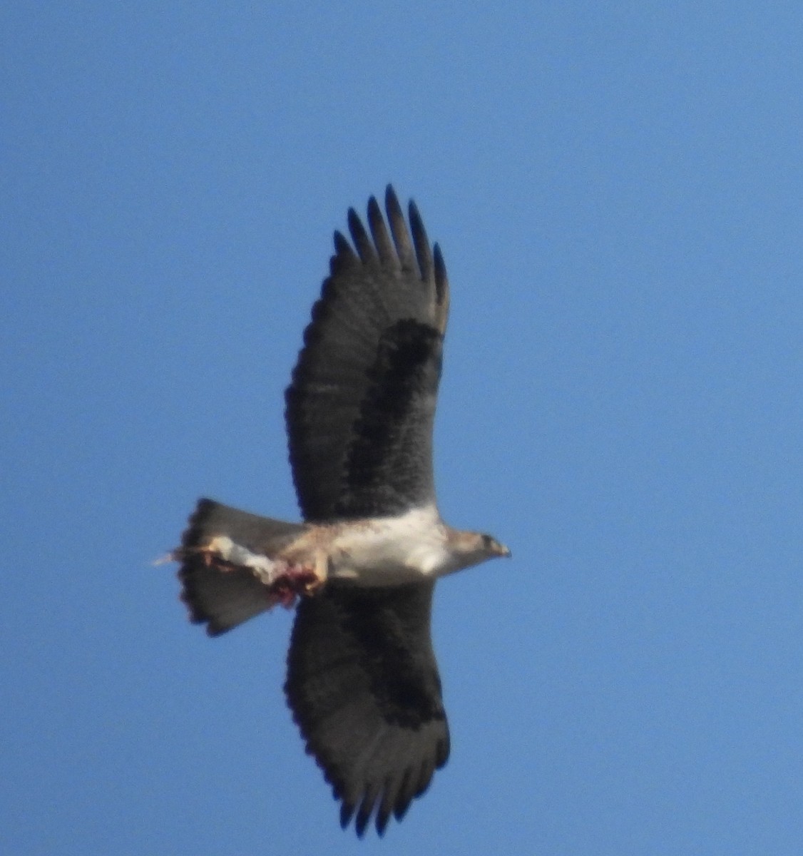 Bonelli's Eagle - ML649282879