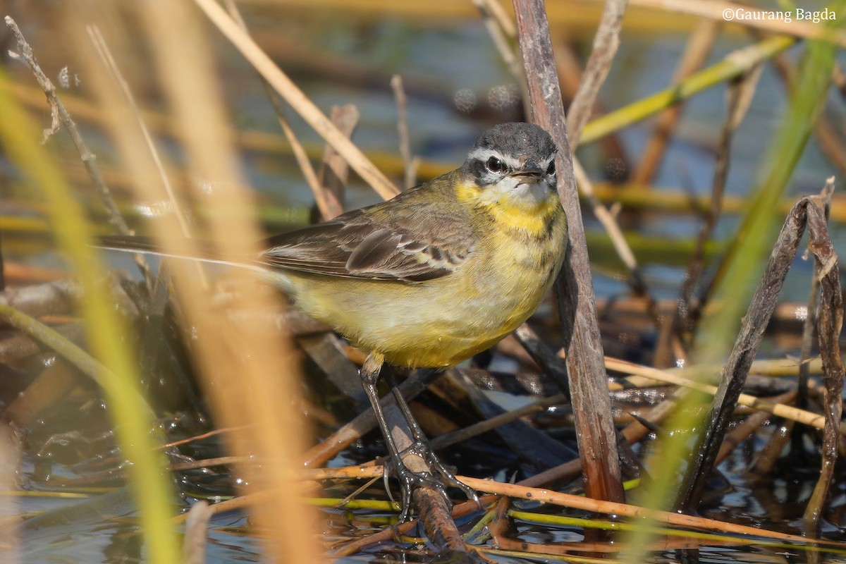 konipas luční - ML649282899