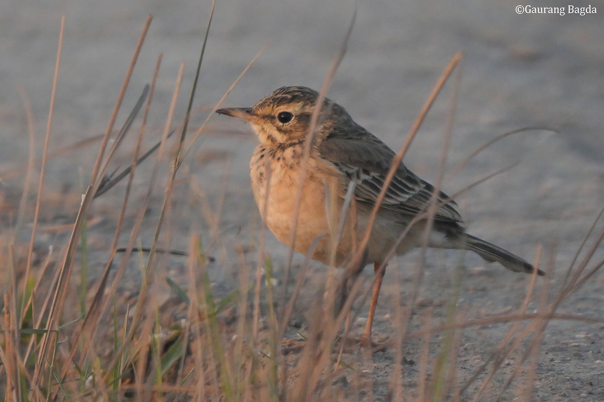 linduška úhorní - ML649282979
