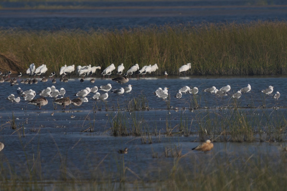 Larus sp. - ML649282986