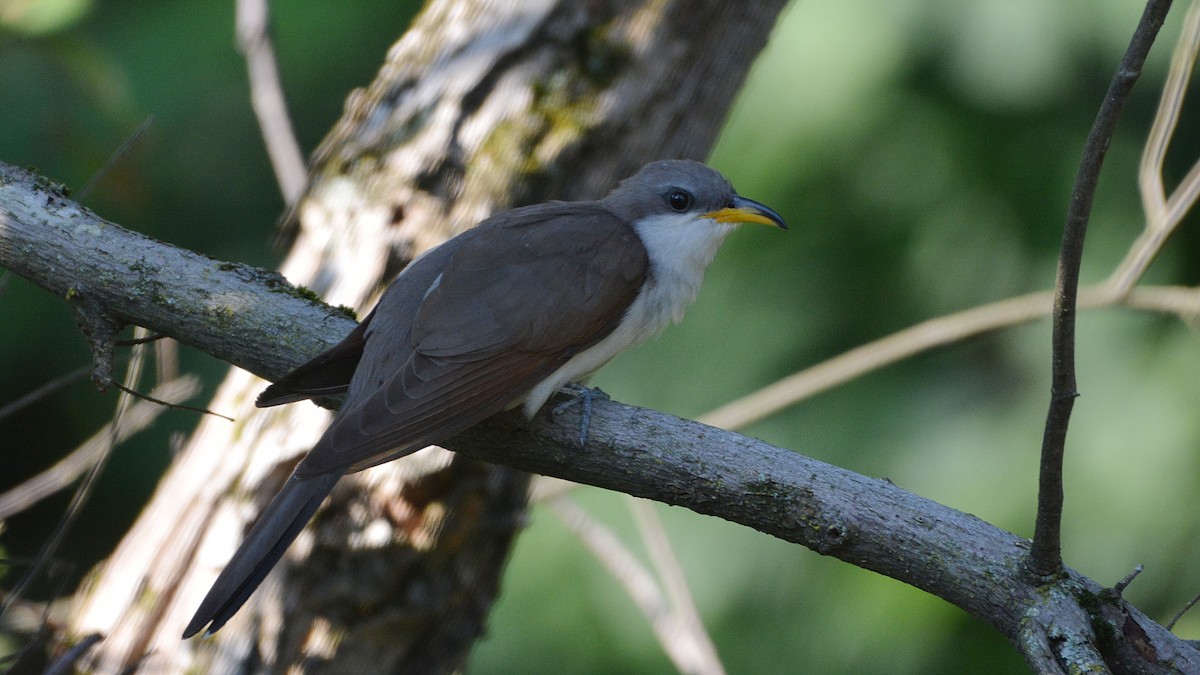 Yellow-billed Cuckoo - ML64928301