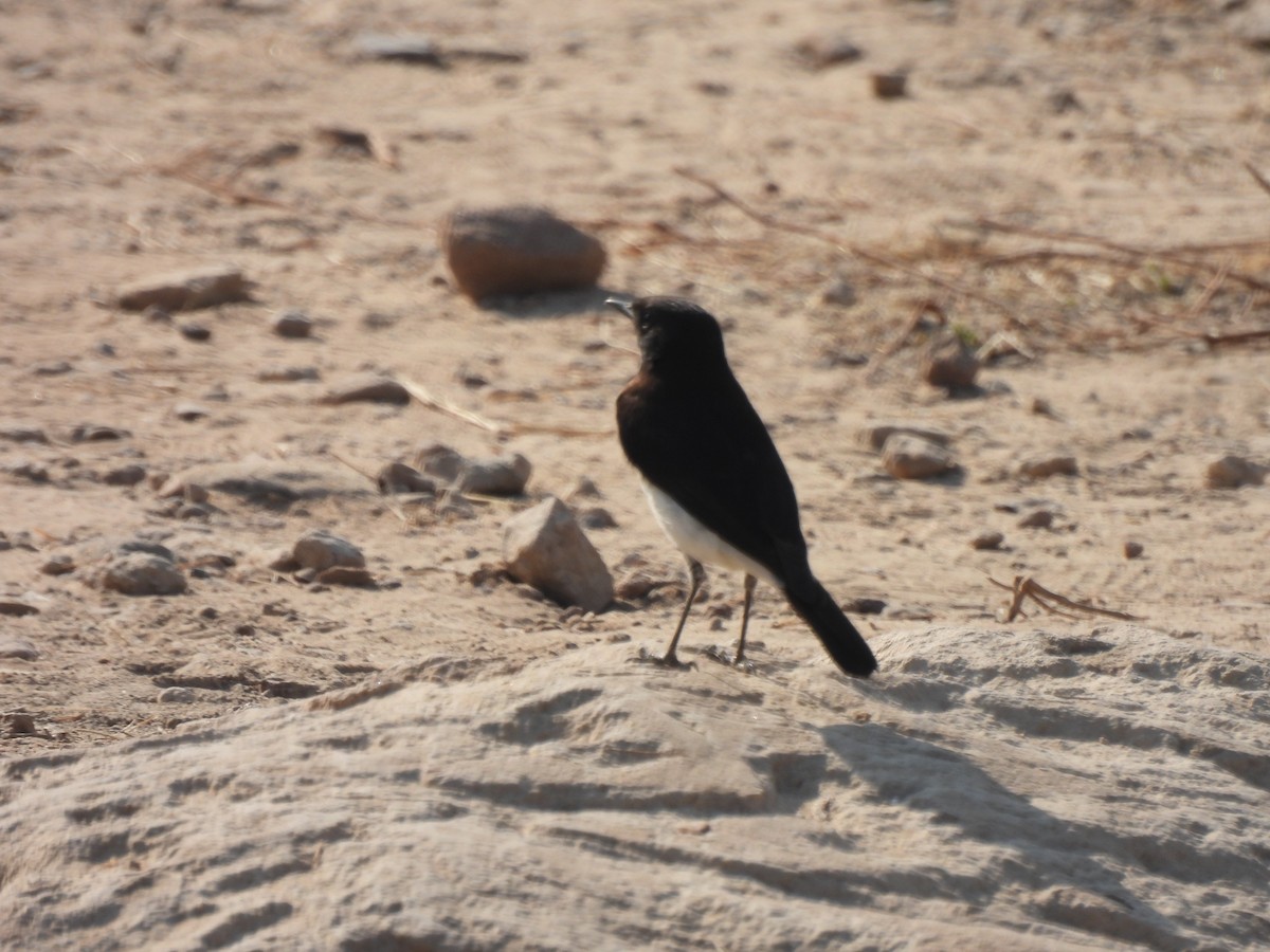 Variable Wheatear - ML649283087