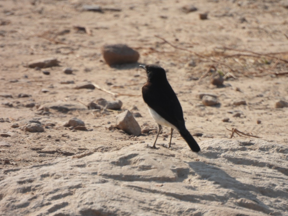 Variable Wheatear - ML649283088