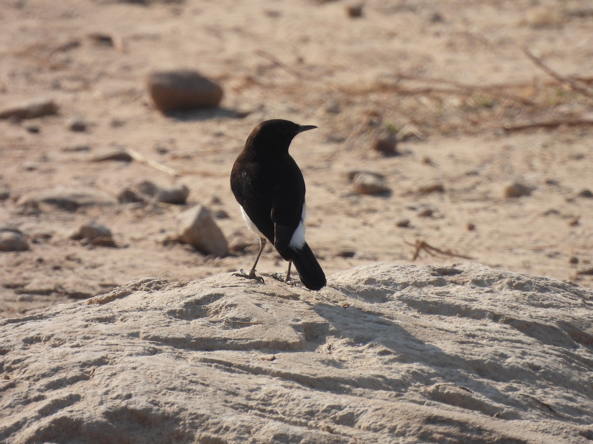 Variable Wheatear - ML649283089