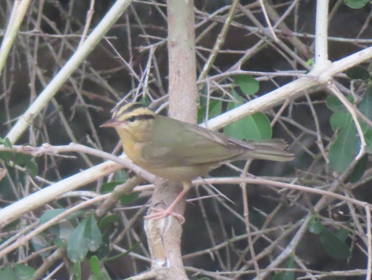 Worm-eating Warbler - ML649283286