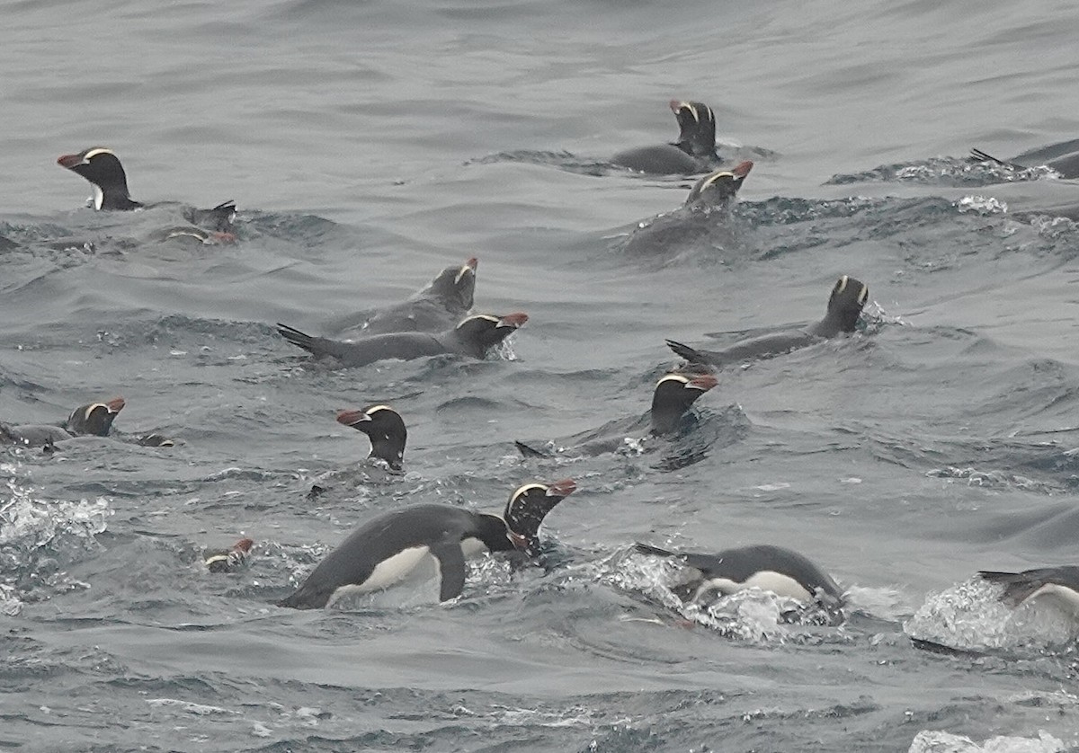 Sclaterpinguin - ML649283382