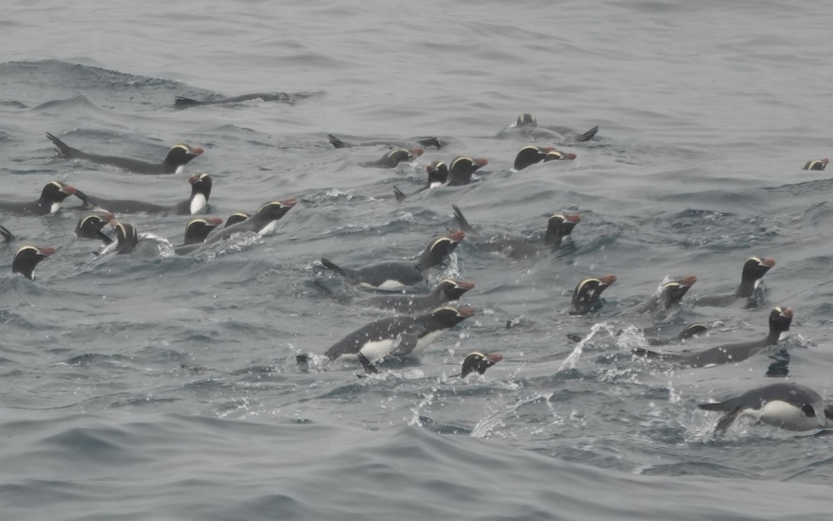 Sclaterpinguin - ML649283383