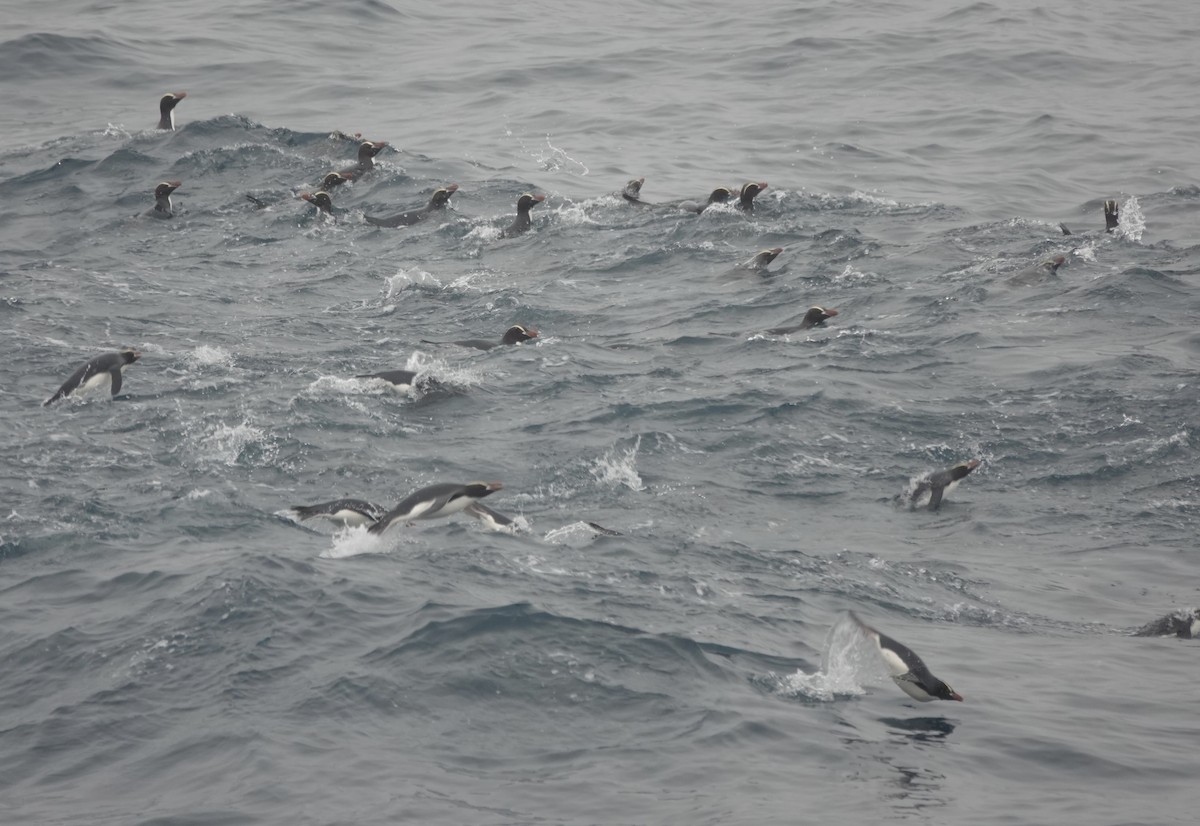 Sclaterpinguin - ML649283384