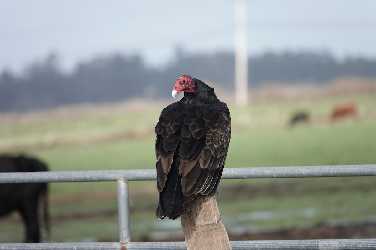 Truthahngeier - ML649283840