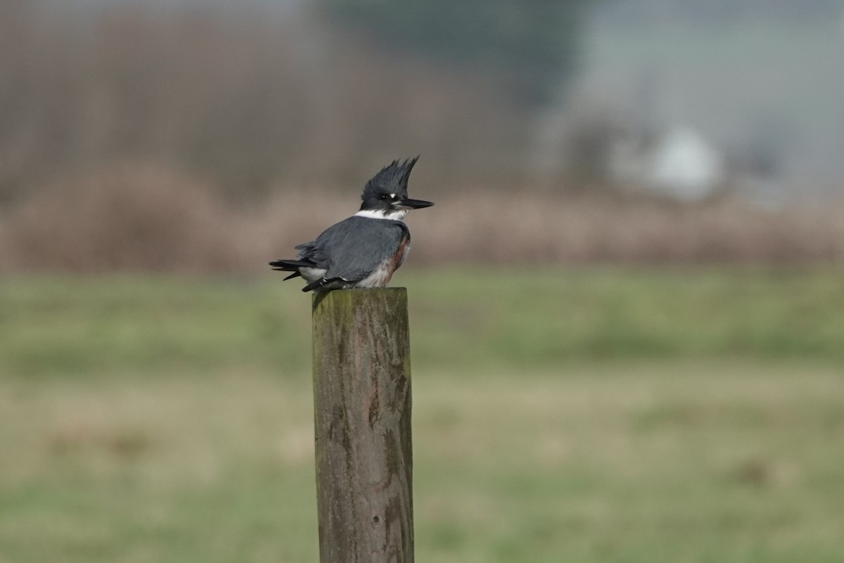 Gürtelfischer - ML649283861