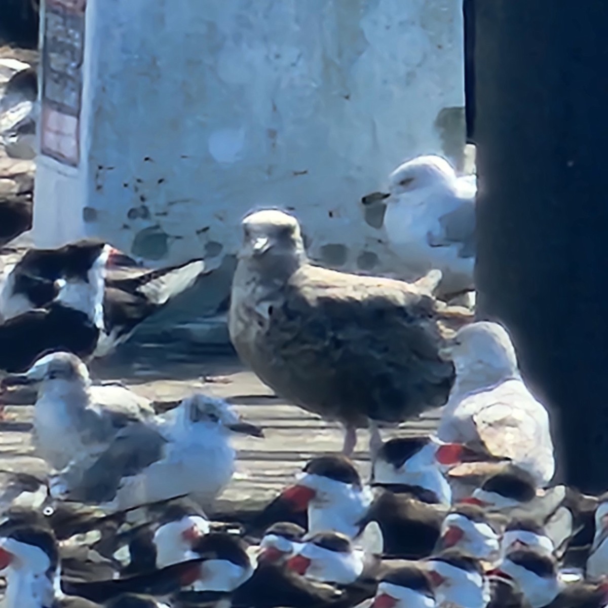 gull sp. - ML649283895