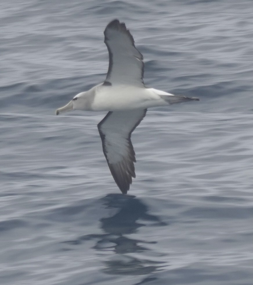 Salvinalbatros - ML649284185