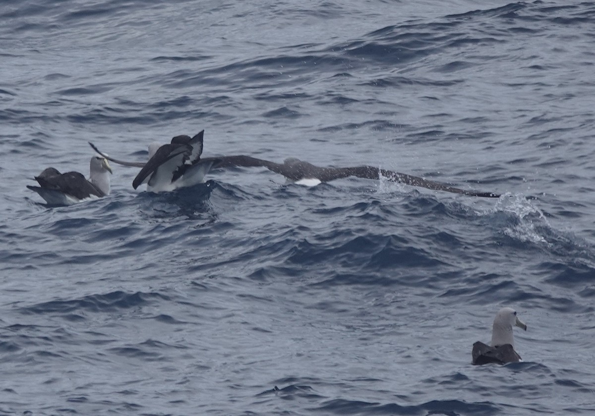 Salvinalbatros - ML649284186