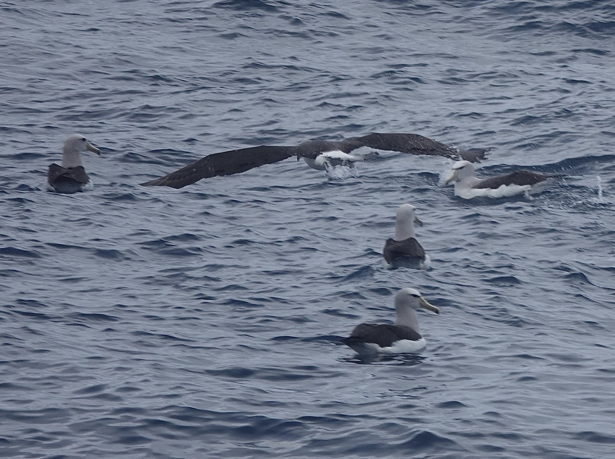 Salvinalbatros - ML649284188