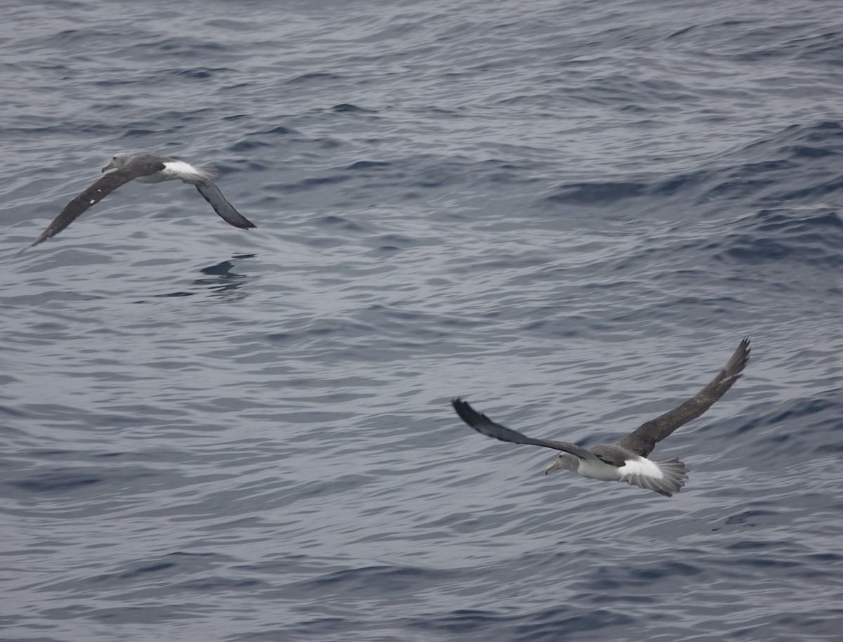 Salvinalbatros - ML649284189