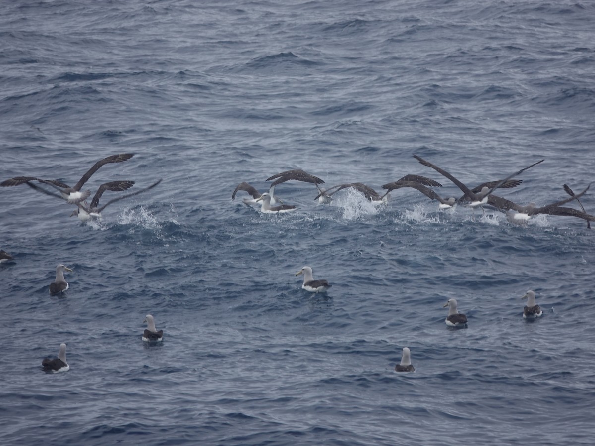 Salvinalbatros - ML649284191