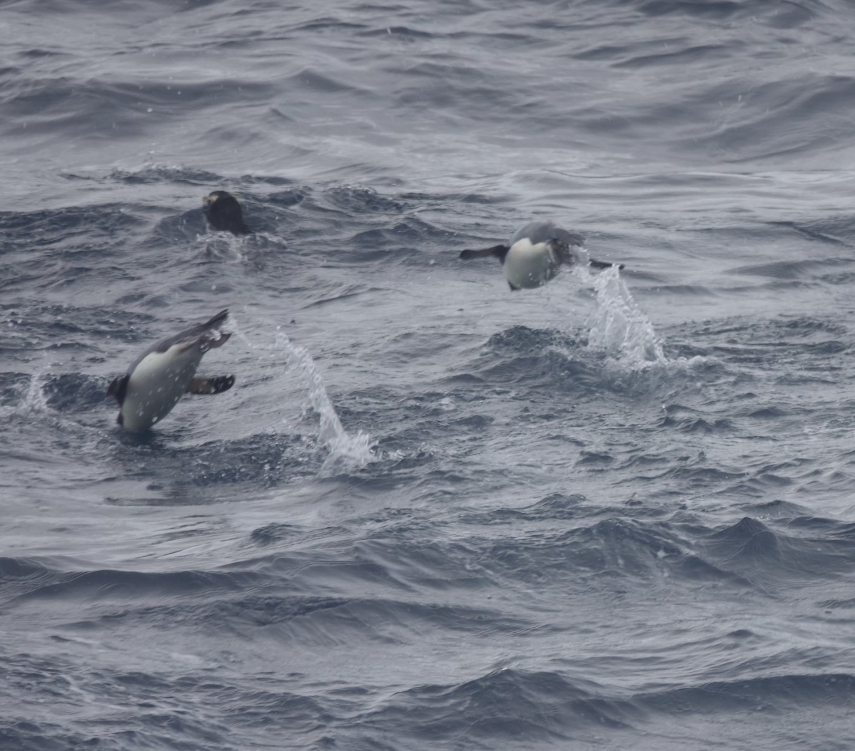 Sclaterpinguin - ML649284215