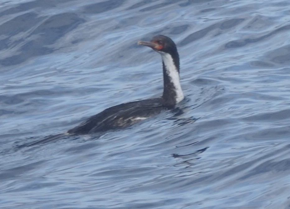 Bountyscharbe - ML649284446