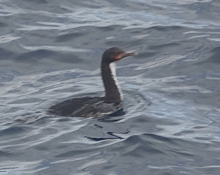 Bountyscharbe - ML649284447