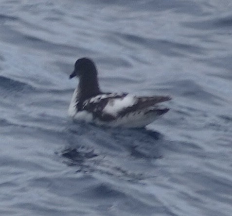 Kapsturmvogel - ML649284480