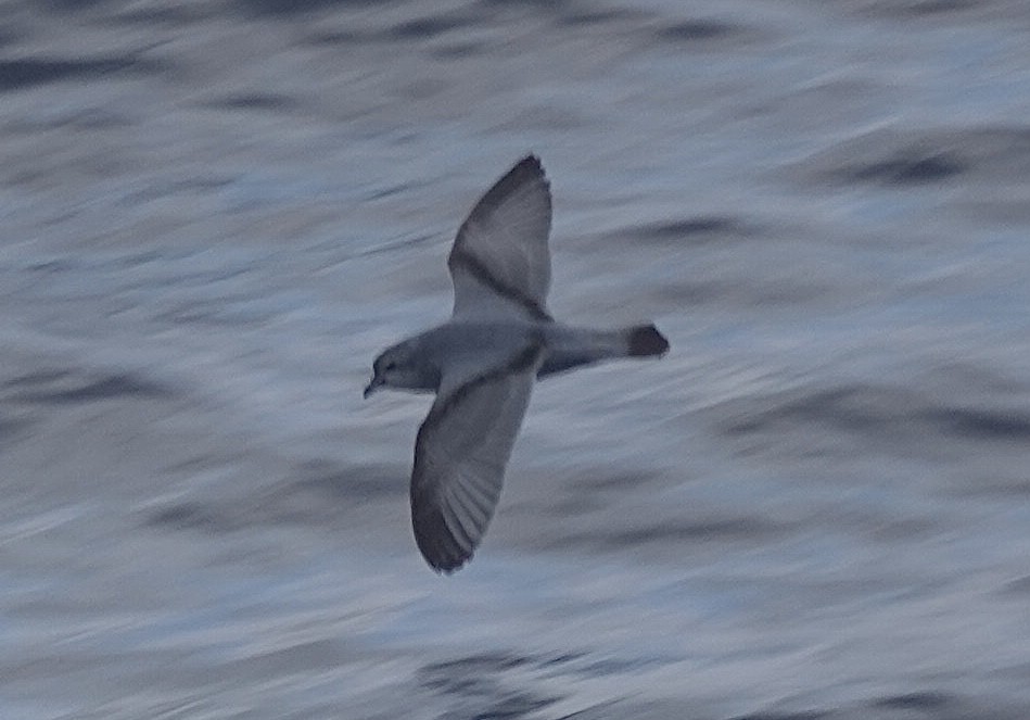 Dickschnabel-Sturmvogel - ML649284510