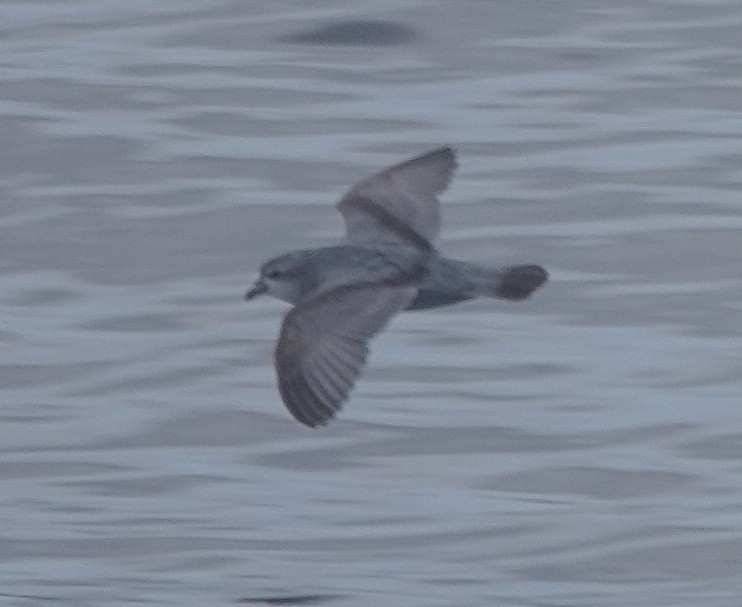 Dickschnabel-Sturmvogel - ML649284511