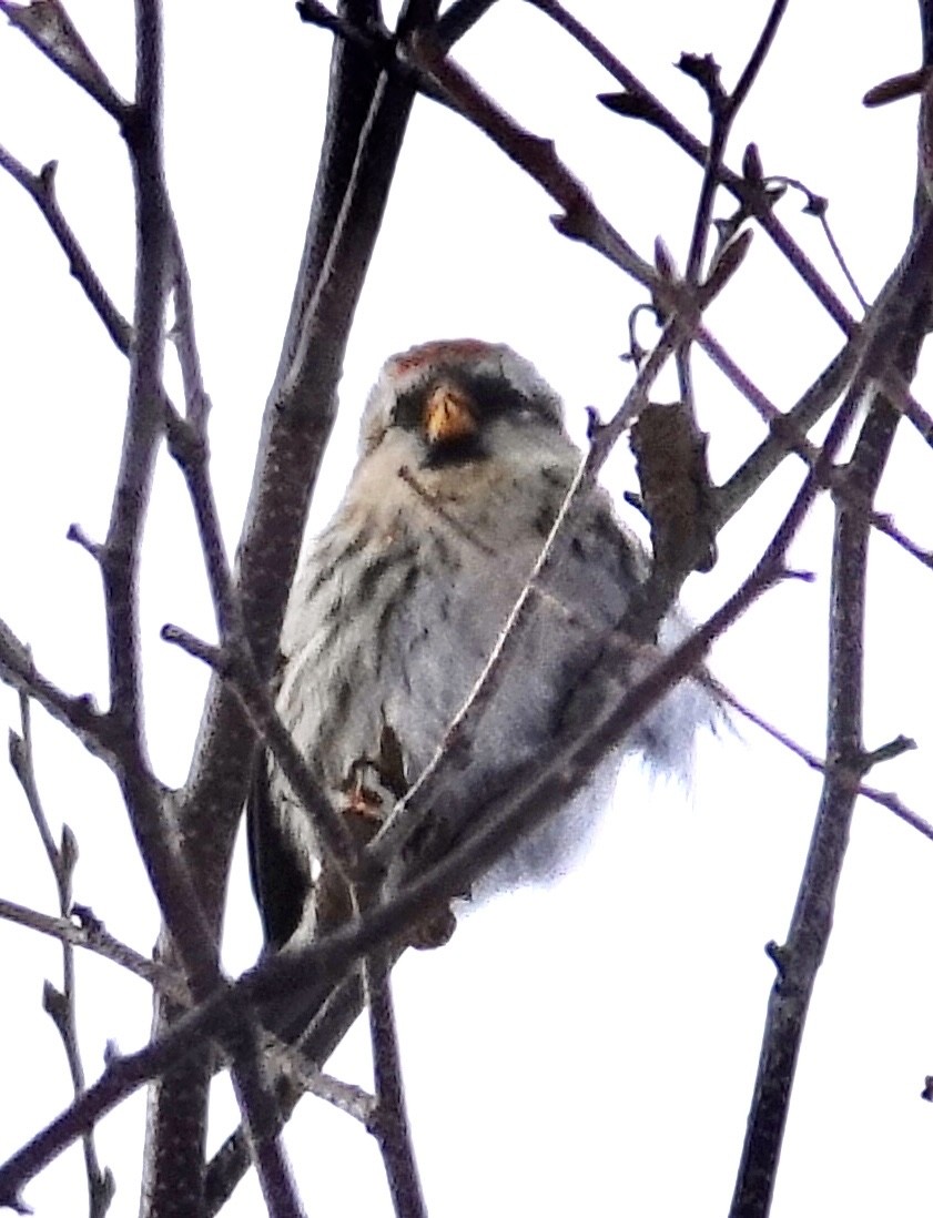 Чечітка звичайна - ML649284515