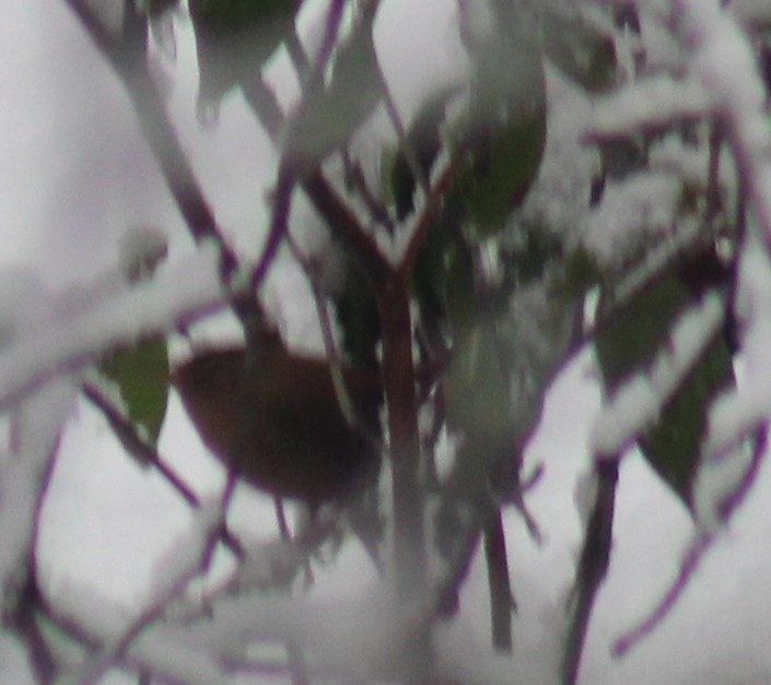 Winter Wren - ML649284732